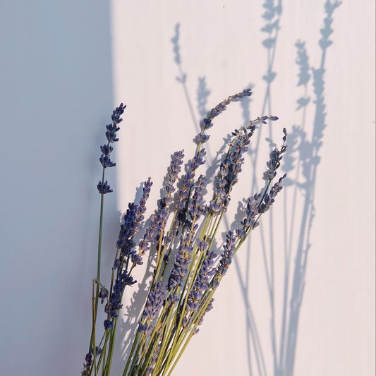 Lavender Cotton