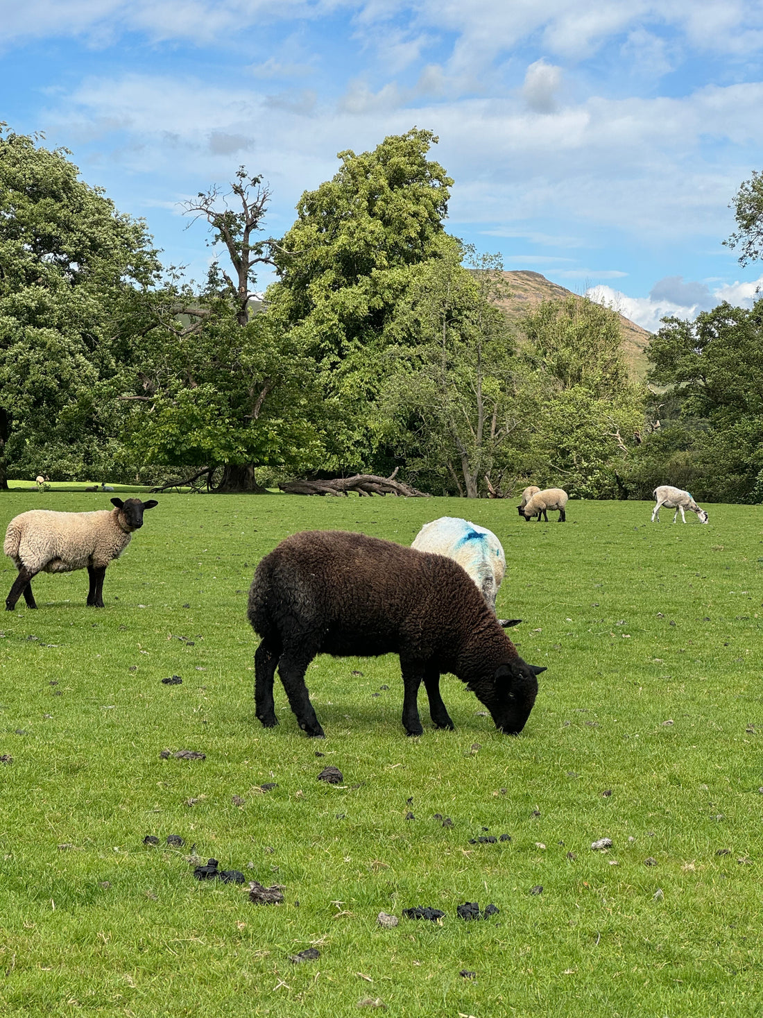 What is Lamb Tallow?