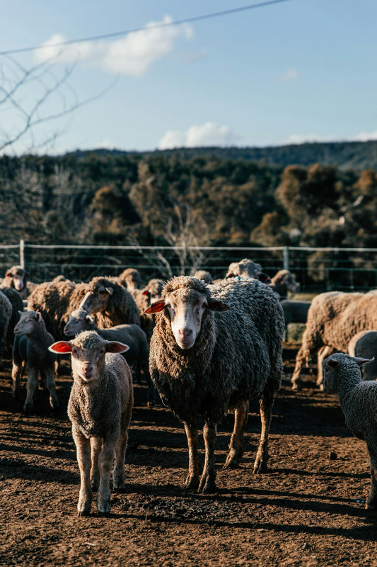 What is Lamb Tallow?
