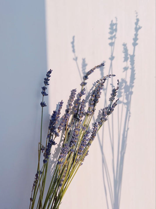 Lavender Cotton